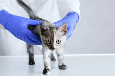 Przychodnia weterynaryjna - Andrzej Jarzębowski